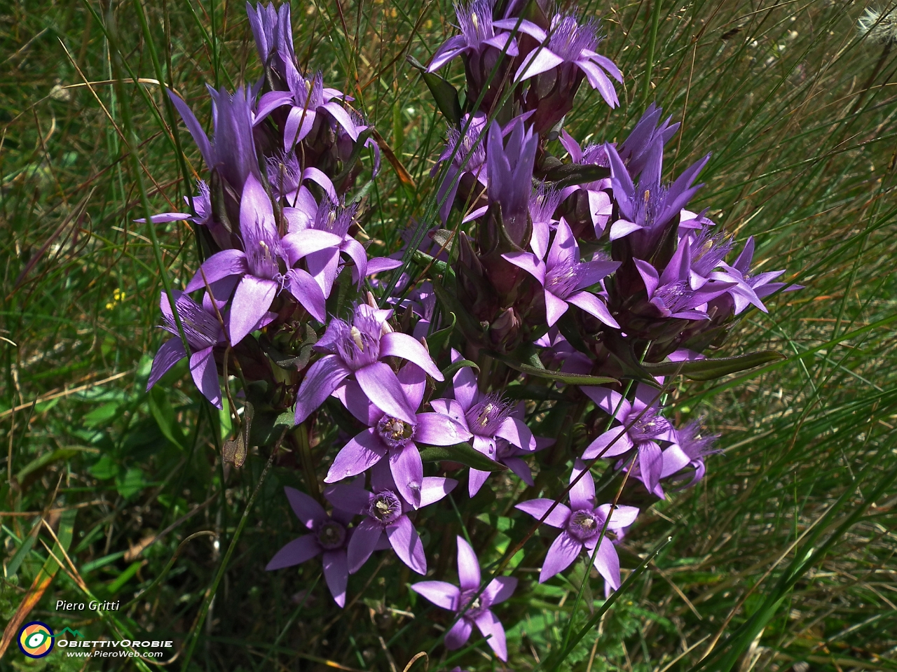 31 genzianella germanica (Gentiana germanica)....JPG